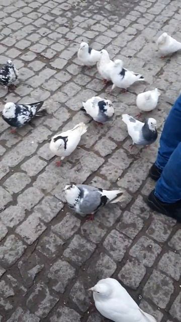 Много ли для счастья надо) Покормить уточек и жизнь заиграла новыми красками) #уточки #голуби смотреть онлайн
