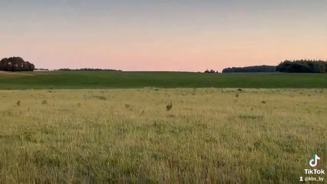 Собачьи бега в Минске. Тренировки по курсингу в Минске. смотреть онлайн