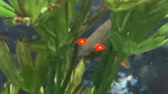Can You Feel the Love Tonight... But With Rainbow Sharks смотреть онлайн