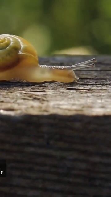 Hermafroditas... смотреть онлайн