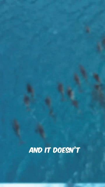 DOLPHIN MATING RITUALS смотреть онлайн