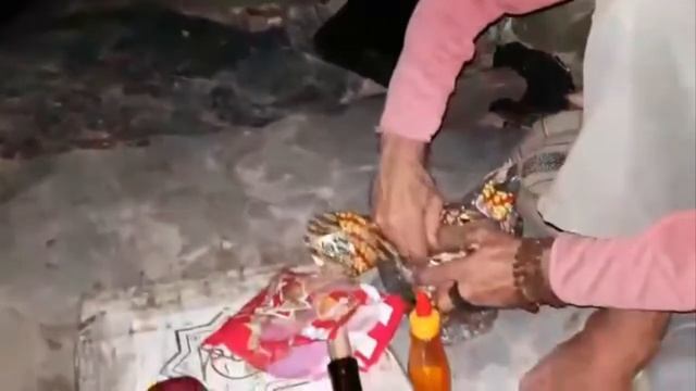 Еноты - такие наглые, но симпатичные... смотреть онлайн