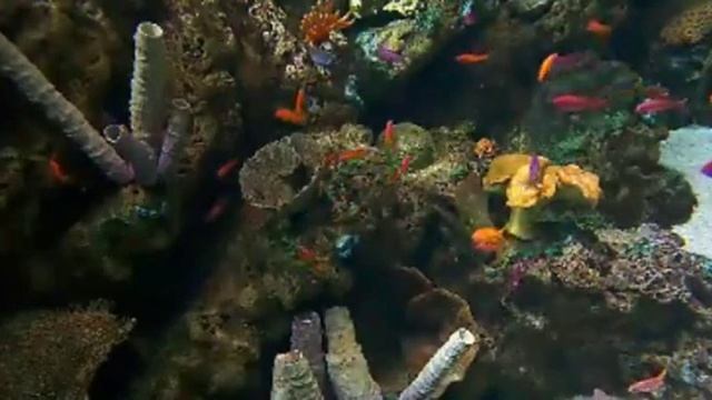 fish 247 смотреть онлайн