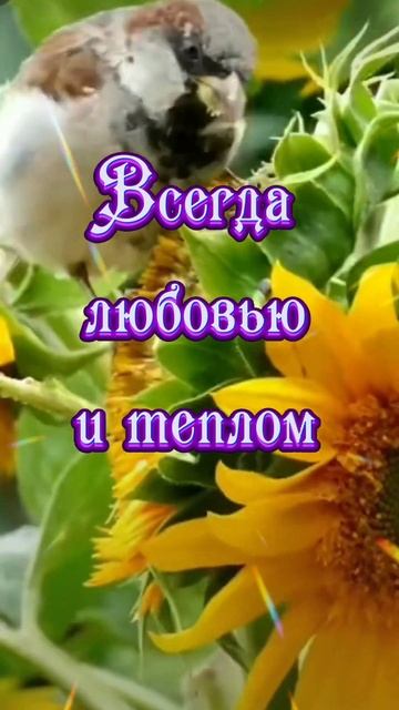 Доброе утро! Красивоепожелание#музыкальная#поздравления#доброеутро#красиваямузыка#shorts смотреть онлайн