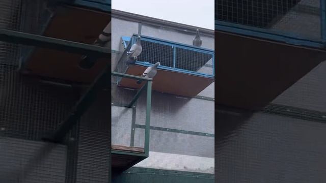 Голубиный спорт смотреть онлайн