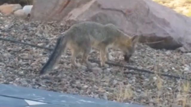 Desert Kit Fox смотреть онлайн