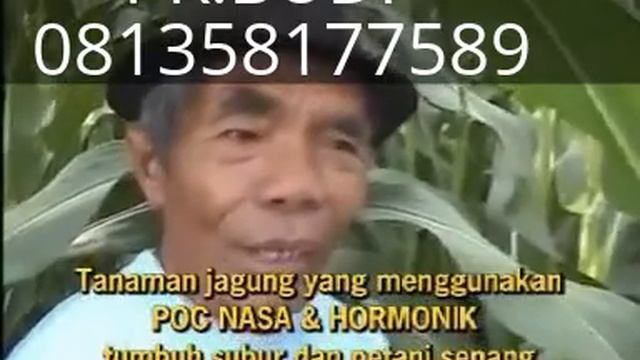 TANAMAN JAGUNG BERTONGKOL BESAR смотреть онлайн