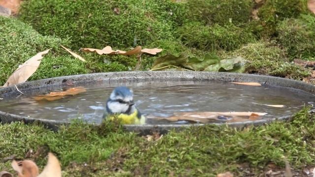 Голуба синица купается в сковородке. смотреть онлайн