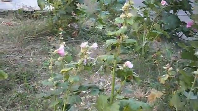 ~~~~~~ MALVI ! ~~~~~Filin Rezwiy-Video~~~~~ смотреть онлайн