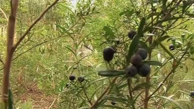 Natural Pigment Pyrography смотреть онлайн