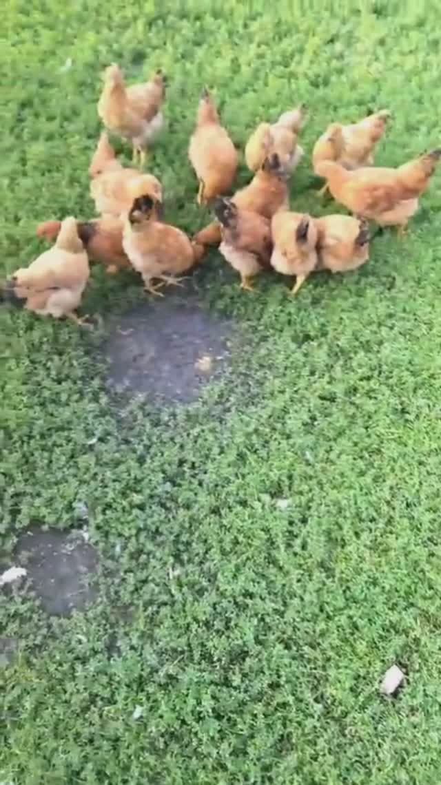 Кучинские юбилейные 3 месяца