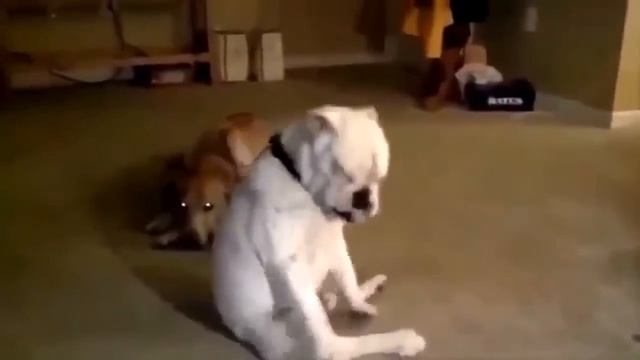 Приколы с животными - SUPER приколы смотреть онлайн