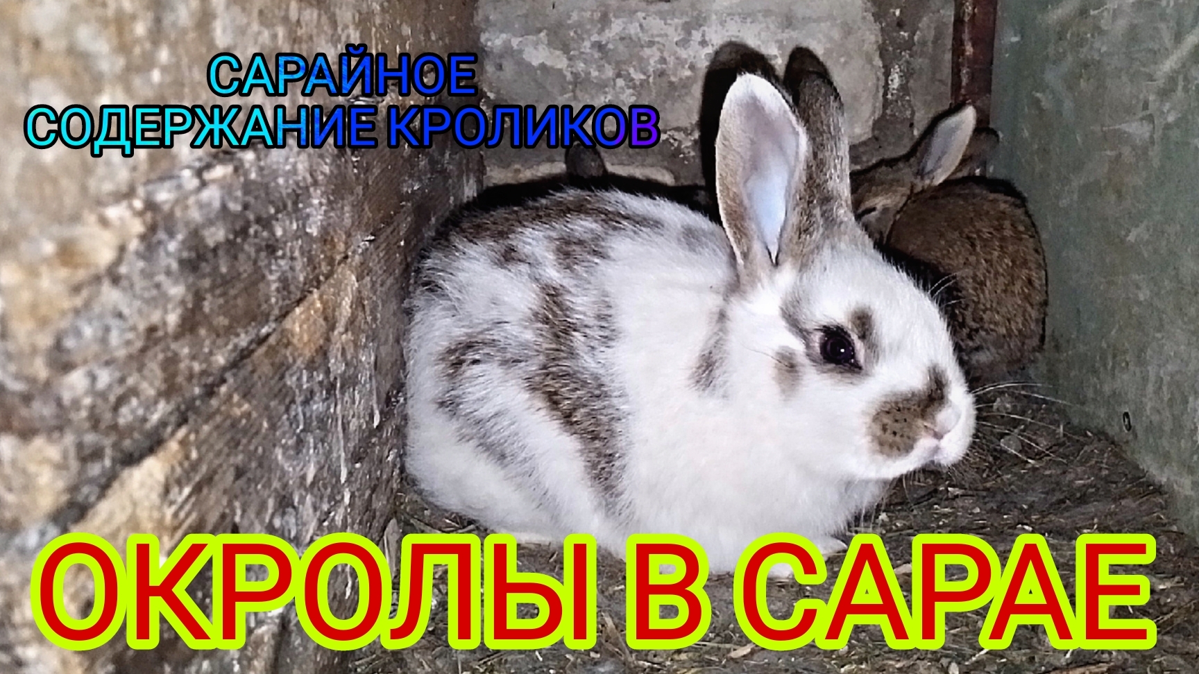 САРАЙНОЕ СОДЕРЖАНИЕ КРОЛИКОВ. ОКРОЛЫ В САРАЕ. КРОЛИКИ В САРАЕ.