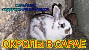 САРАЙНОЕ СОДЕРЖАНИЕ КРОЛИКОВ. ОКРОЛЫ В САРАЕ. КРОЛИКИ В САРАЕ.