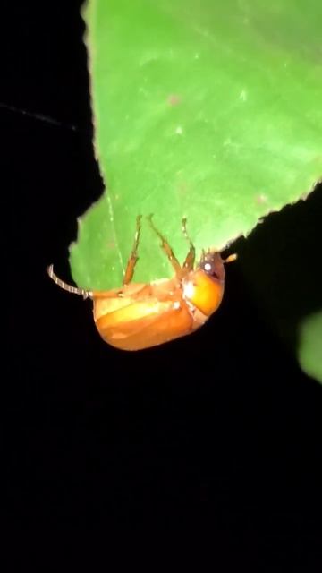 June Beetle Midnight Snack😎 #shorts #videos #shortsfeed смотреть онлайн
