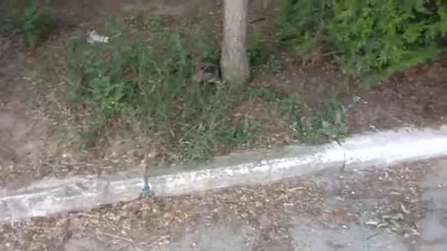 Котенок смотреть онлайн