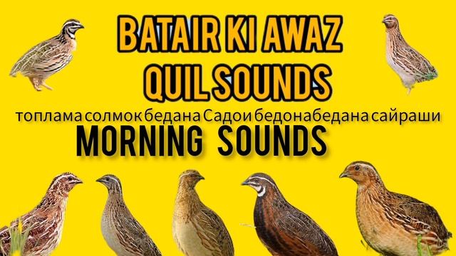 топлама солмок бедана бедана сайрашиСадои бедона Quail mating بٹیروں کی شکار والی آواز смотреть онлайн
