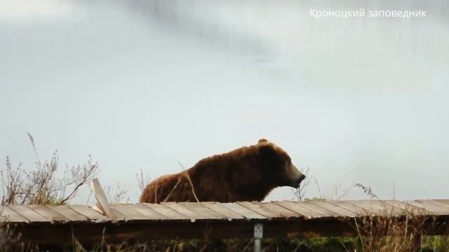 Медведь у тропы смотреть онлайн