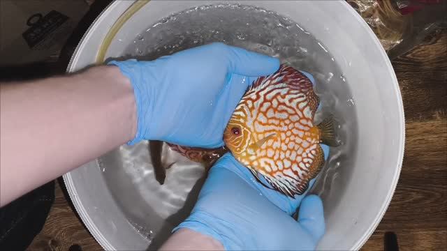 Дискусы в Липецке смотреть онлайн