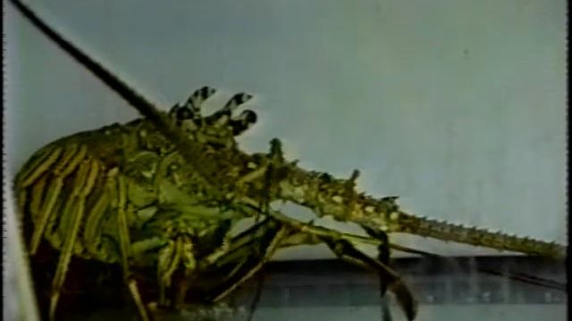 Predation of Queen Conch by Spiny Lobsters смотреть онлайн