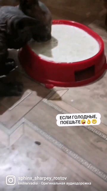 #котята #канадскийсфинкс #сфинкс #сфинксычудоизчудес #reels #reelsinstagram #reelsviral #shorts смотреть онлайн