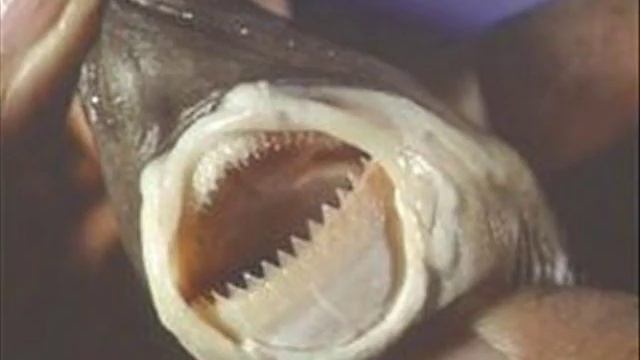 cookie cutter shark смотреть онлайн