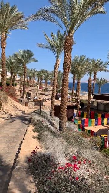 #shorts Grand Rotana Sharm El Sheikh смотреть онлайн