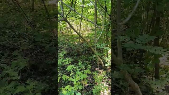 Встреча с 1,5 м змеей желтобрюхой #змеи #рептилии #nature смотреть онлайн