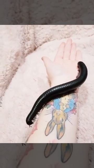 Гигантский кивсяк смотреть онлайн