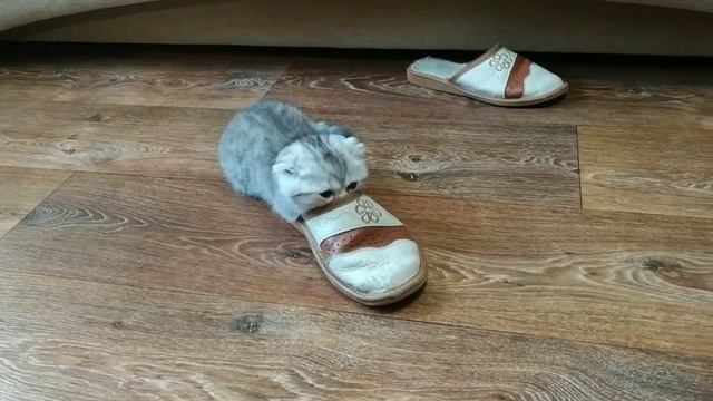 Гимн всех кошечек с именем Буся #кошки #cats #питомцы #pets #scottishfold