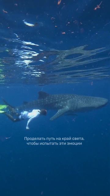 Whale shark - Китовая акула смотреть онлайн