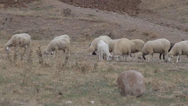отара на пасбище смотреть онлайн