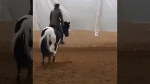 У меня новая лошадь! Наша совместная тренировка