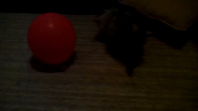 Что случилось с дымкой и тигрой ???? Новый кот Аликс смотреть онлайн