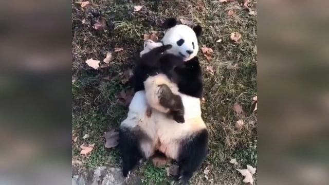 Милые животные. Подборка видео #15 смотреть онлайн