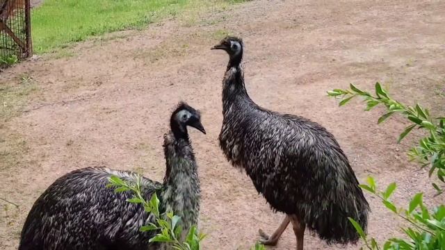 Die Laute des Emus - Dromaius novaehollandiae #GroßerEmu #Emu #LoveNature #Australien смотреть онлайн