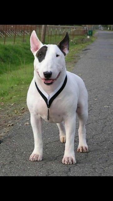 dogo argentino vs bull terrier смотреть онлайн