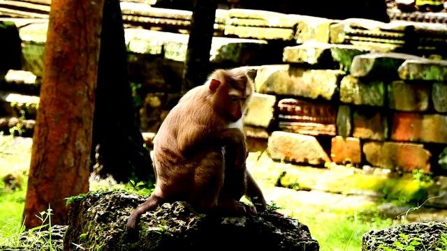 Calling God.. Mac Monkey Cry Terribl-e Scare Of Falling Down Coz He is Heavy Can`t Properly Huggin- смотреть онлайн