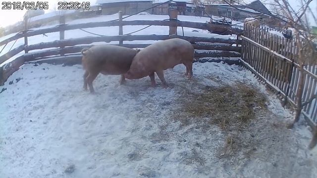 ЛАНДРАС ПРОТИВ МАНГАЛЯ смотреть онлайн