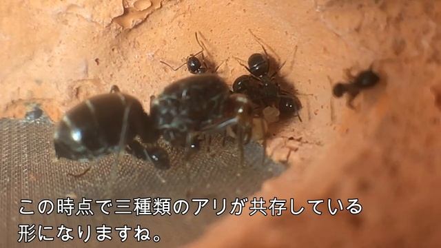 Myrmecocystus mendaxの記録＃3（経過報告） смотреть онлайн