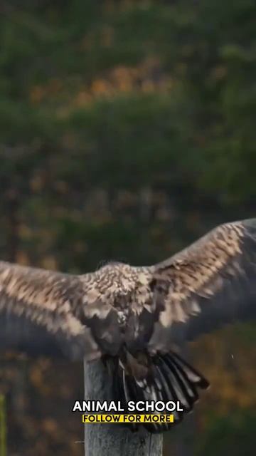 🦅No comments смотреть онлайн