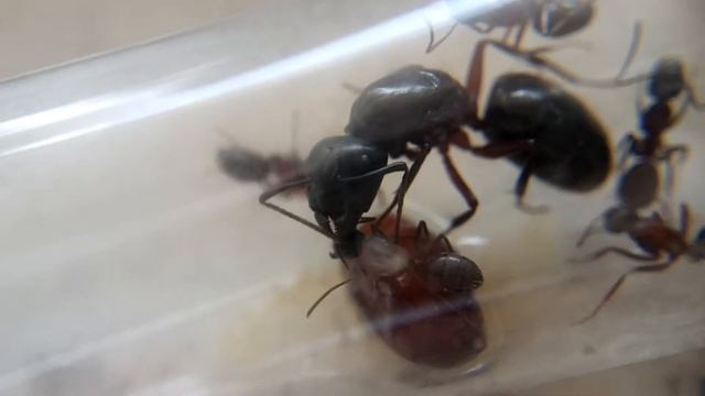 Camponotus herculeanus Trophallaxis смотреть онлайн