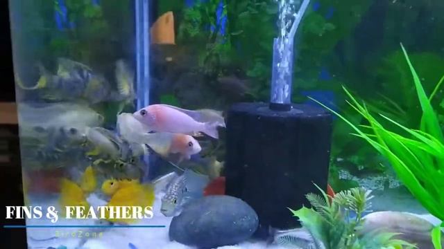 DISCUS FISH, OSCAR FISH AND PARROT FISH TANK смотреть онлайн