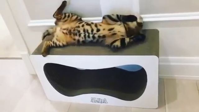 Когтеточка - лежанка Big смотреть онлайн