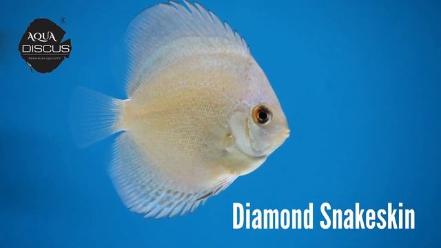 Yellow Musk | Diamond Snakeskin | Galaxy & Tiger Turquoise | Aqua Discus India | Quality Discus смотреть онлайн