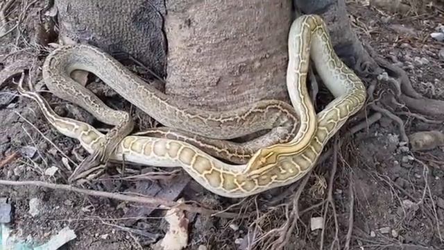 Burmese Python (What morph is these?) смотреть онлайн