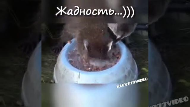 Жадность смотреть онлайн