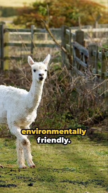 Alpaca Facts Unraveling the Mystery #alpaca #animals #funfacts смотреть онлайн
