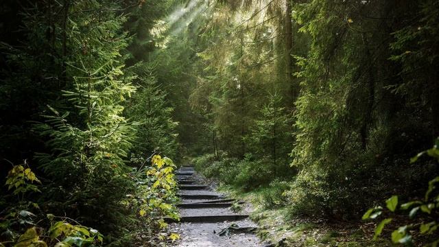Атмосферная музыка 🌲 Лесная колыбельная, звуки леса летом с фэнтезийной музыкой. Ambience music смотреть онлайн