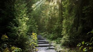 Атмосферная музыка 🌲 Лесная колыбельная, звуки леса летом с фэнтезийной музыкой. Ambience music